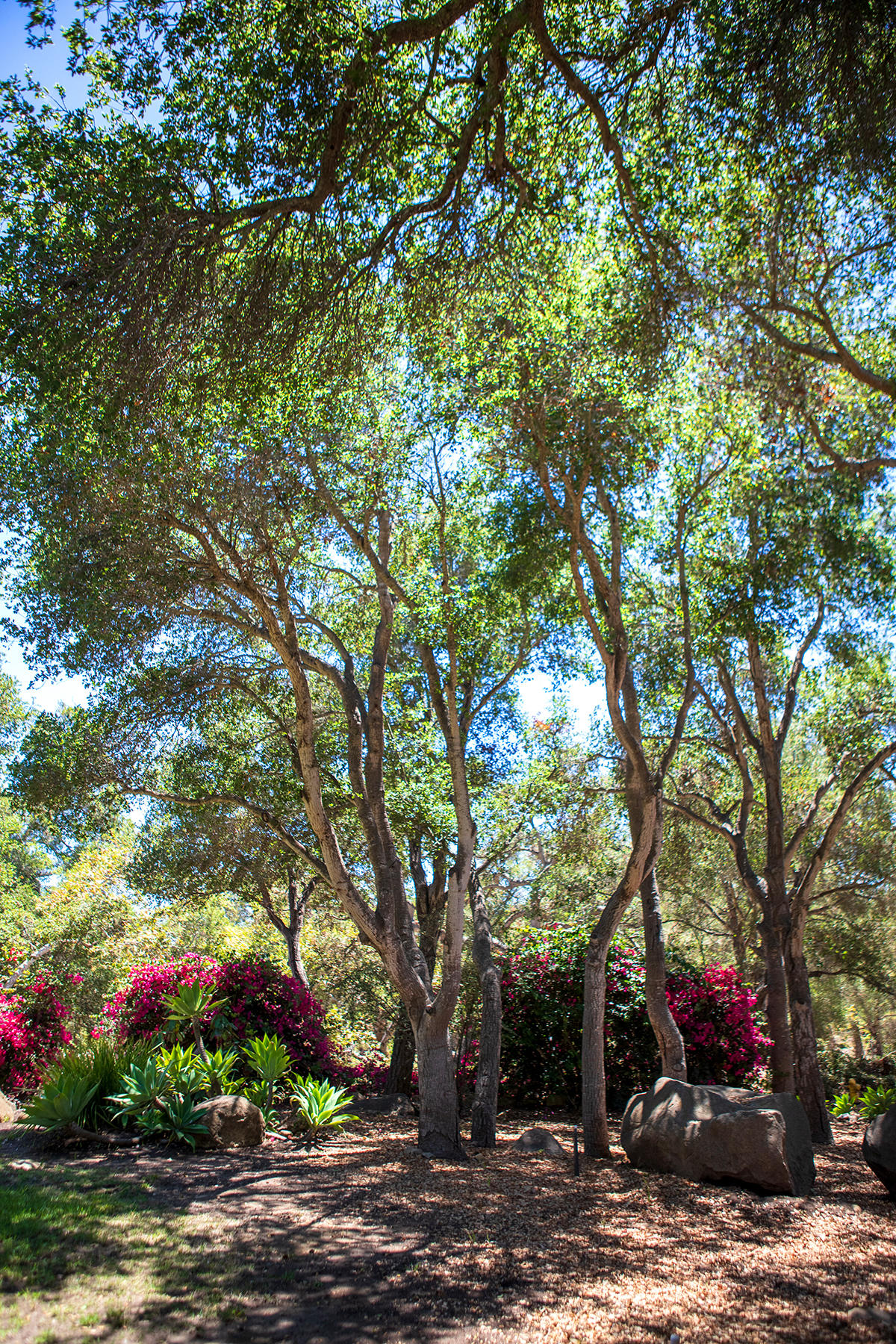 2948 Torito Road Montecito, CA 93108 - Photo 23 of 25 a street view with large trees