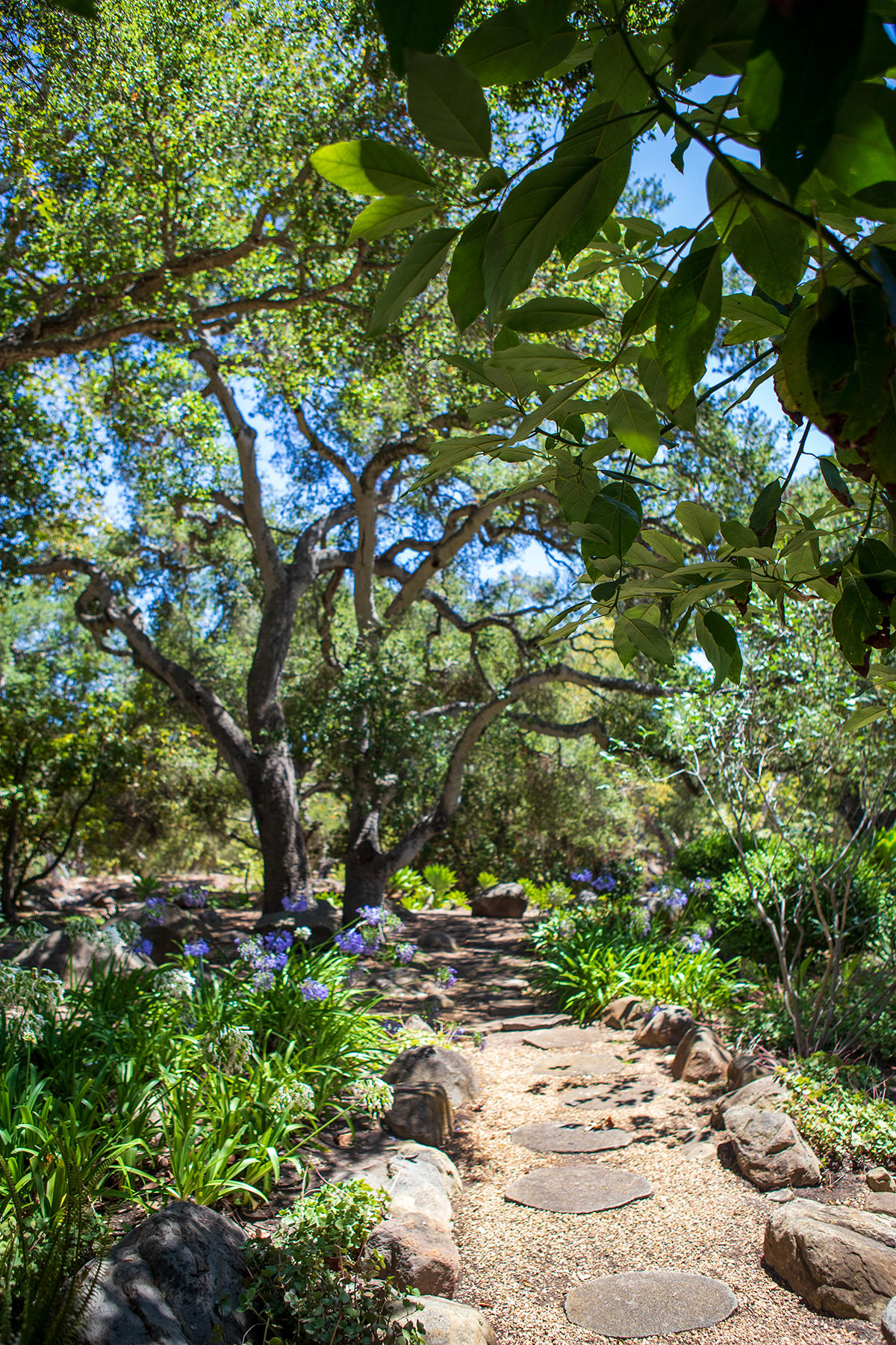 2948 Torito Road Montecito, CA 93108 - Photo 24 of 25 a picture of tree
