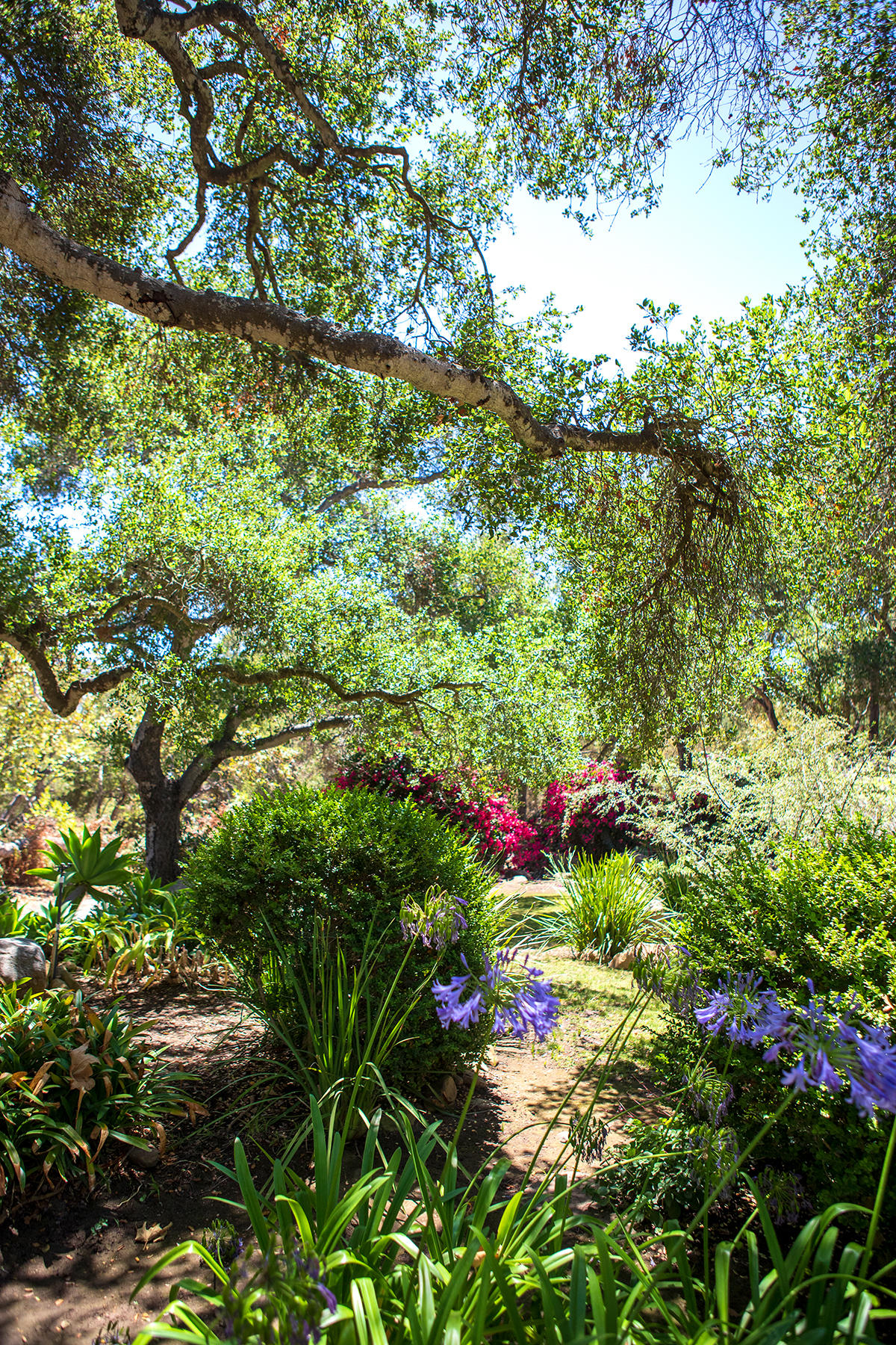 2948 Torito Road Montecito, CA 93108 - Photo 25 of 25 a view of a flower in a garden