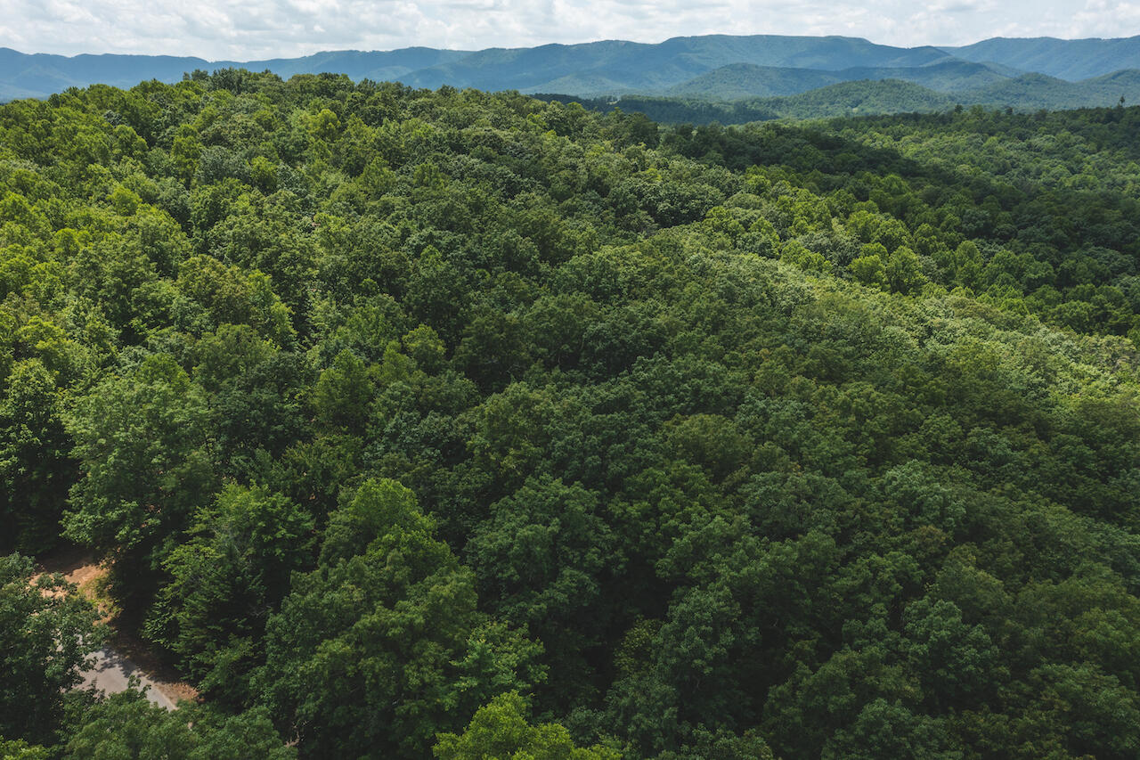 0 Lee Elgin Road Stuart, VA 24171 - Photo 2 of 10 a view of a lush green forest with trees in the background