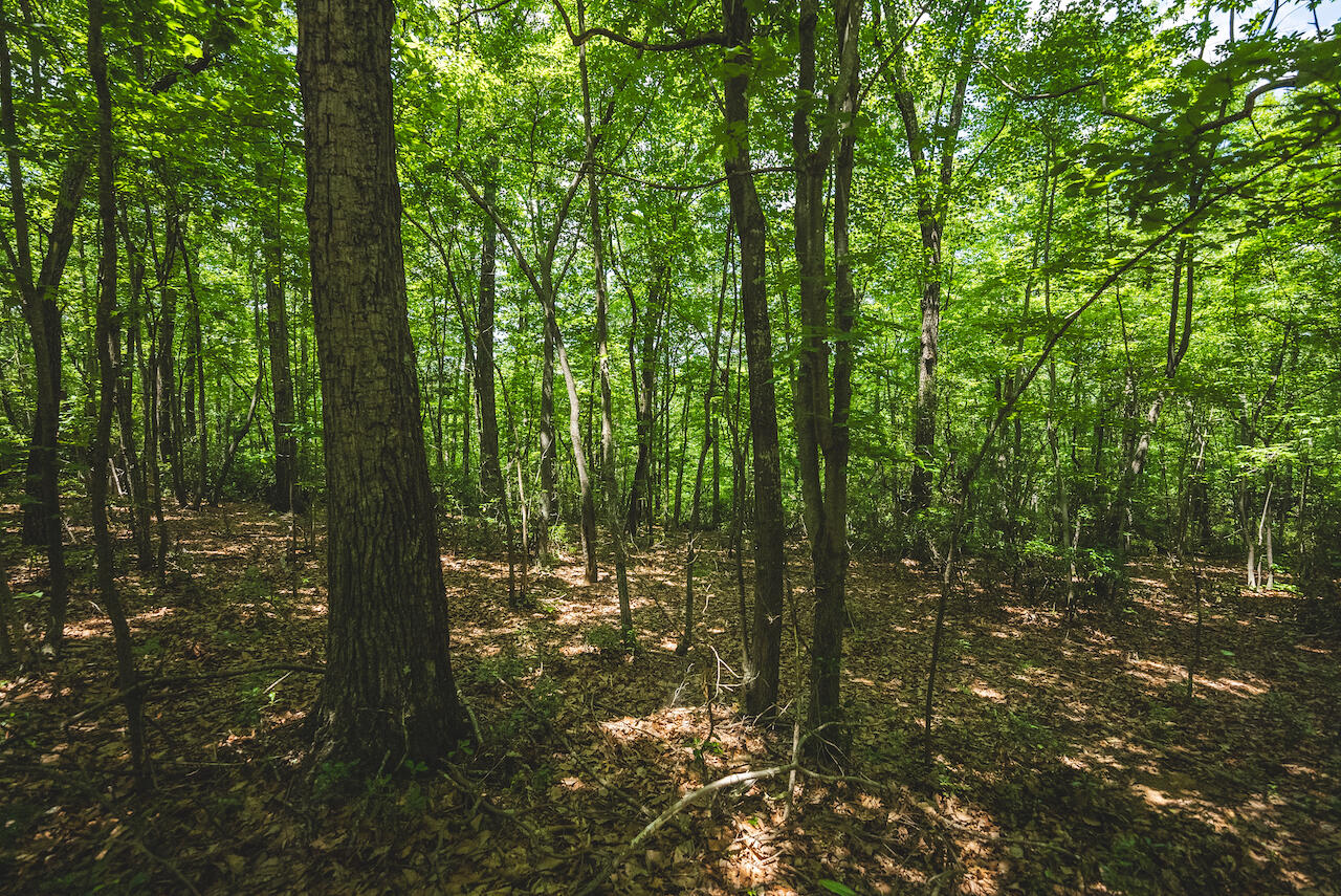 0 Lee Elgin Road Stuart, VA 24171 - Photo 8 of 10 a view of forest