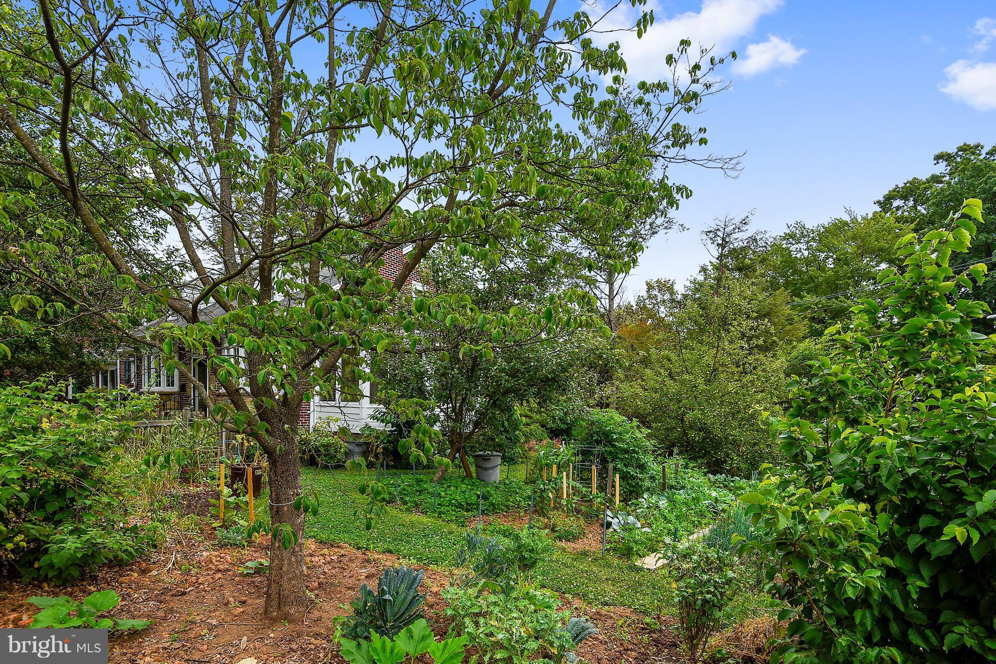 10201 Ridgemoor Drive Silver Spring, MD 20901 - Photo 2 of 29 Side garden. Not a gardener?Replace with grass.