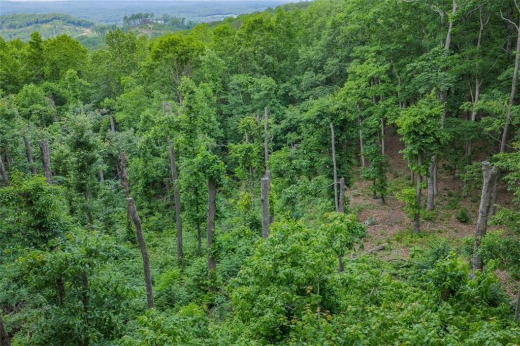 411 Calloway Mountain Road Talking Rock, GA 30175 - Photo 6 of 13 a view of a lush green forest