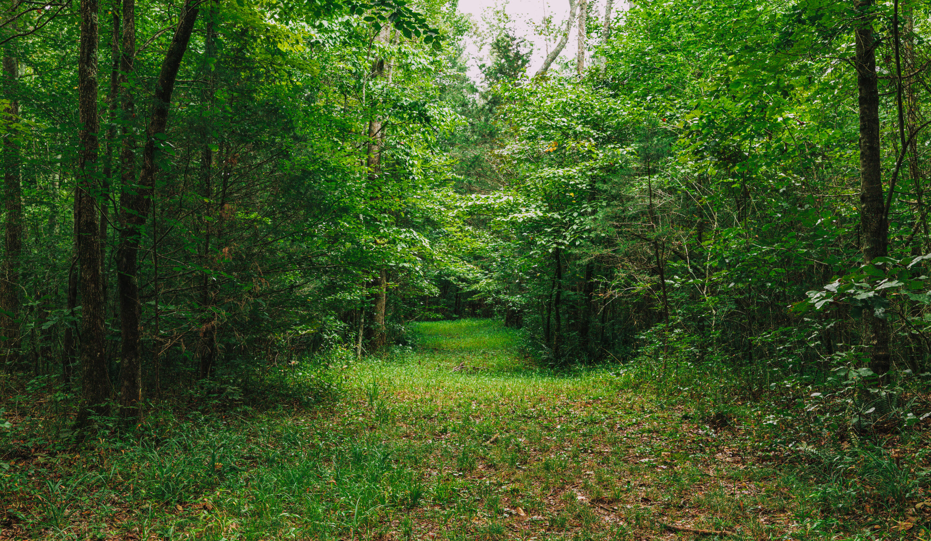 3362 West Cove Road Chickamauga, GA 30707 - Photo 21 of 39 _G0A7856
