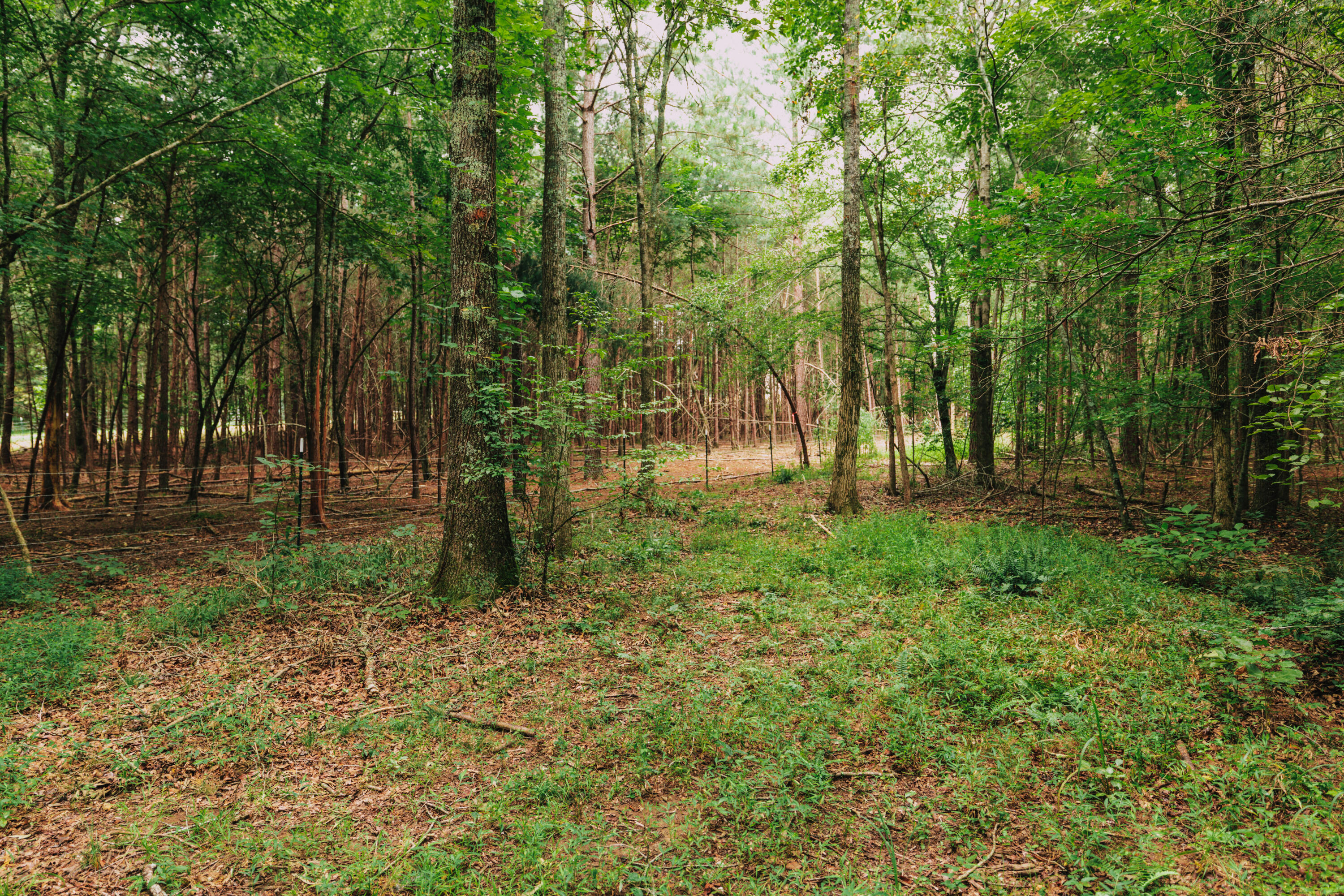 3362 West Cove Road Chickamauga, GA 30707 - Photo 24 of 39 4G0A7871