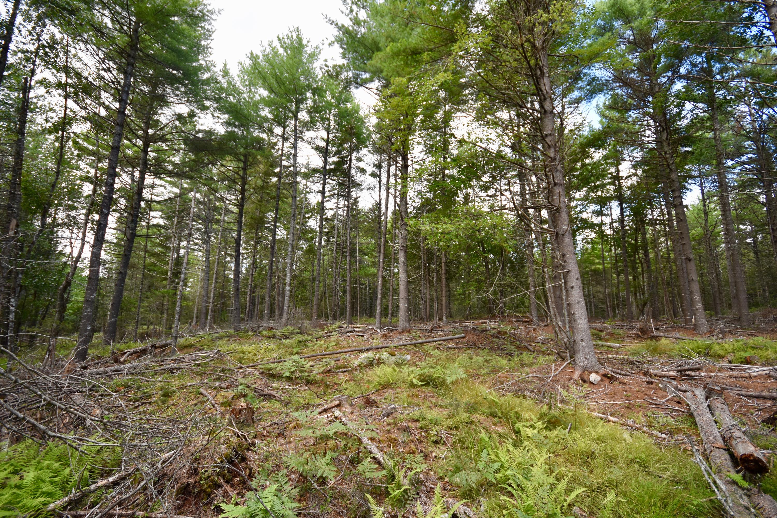 0 West Appleton Road Appleton, ME 04862 - Photo 2 of 13 DSC_0645