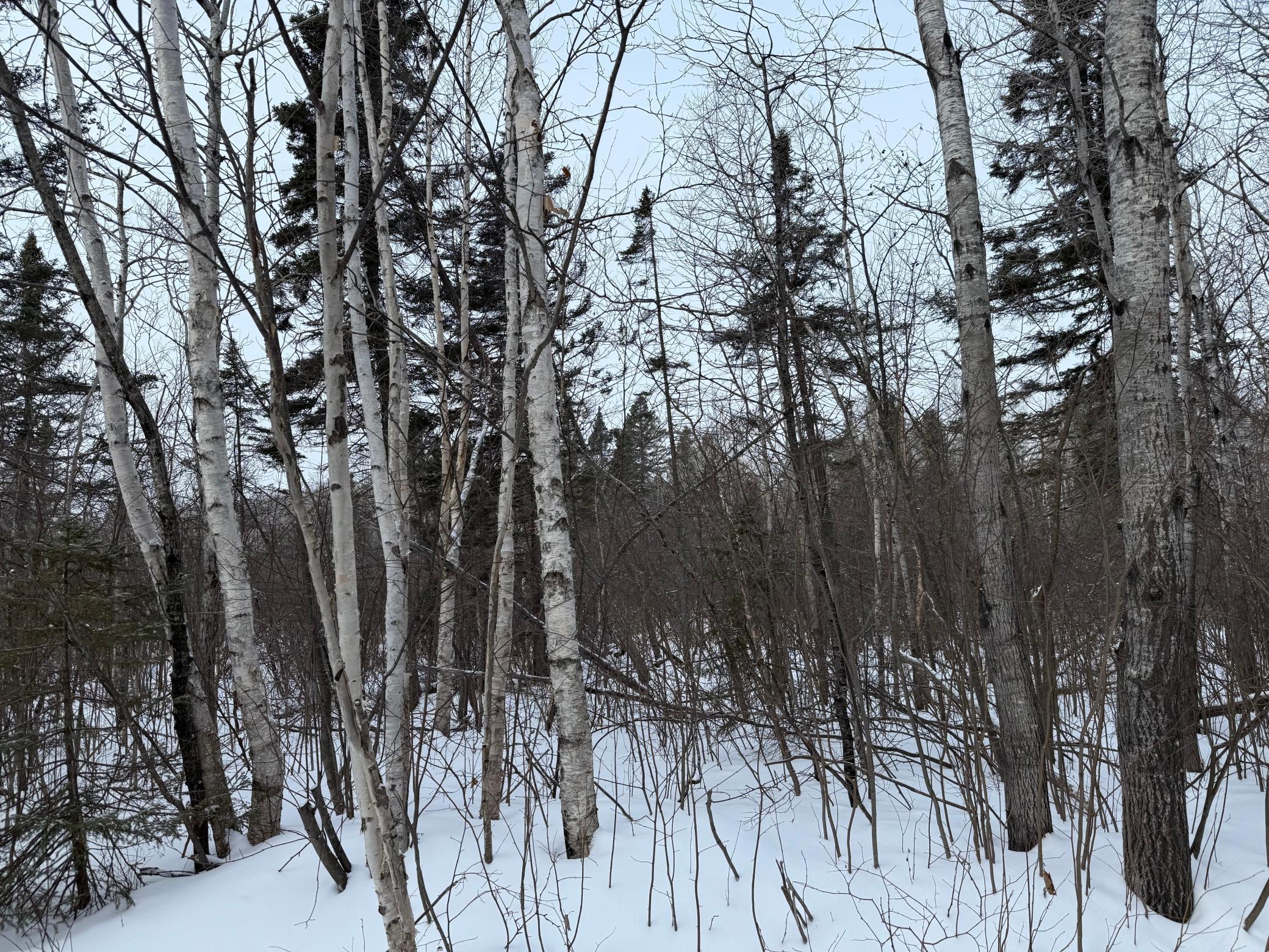 Xxx Zekes Road Schroeder, MN 55613 - Photo 8 of 38