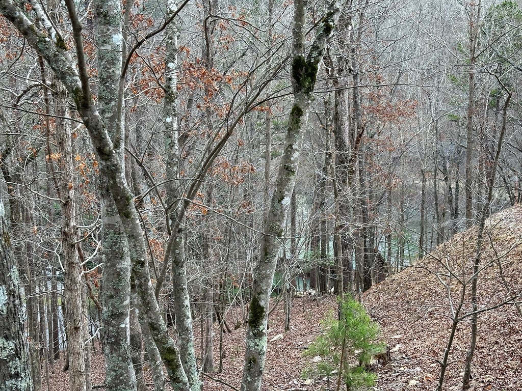 0 Dawn Lane Ellijay, GA 30540 - Photo 2 of 9 a backyard of a house with lots of green space