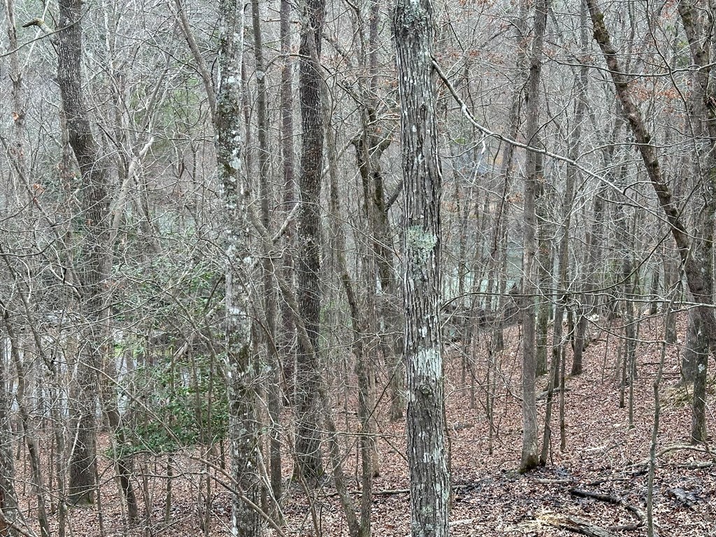 0 Dawn Lane Ellijay, GA 30540 - Photo 8 of 9 a close up of a plant