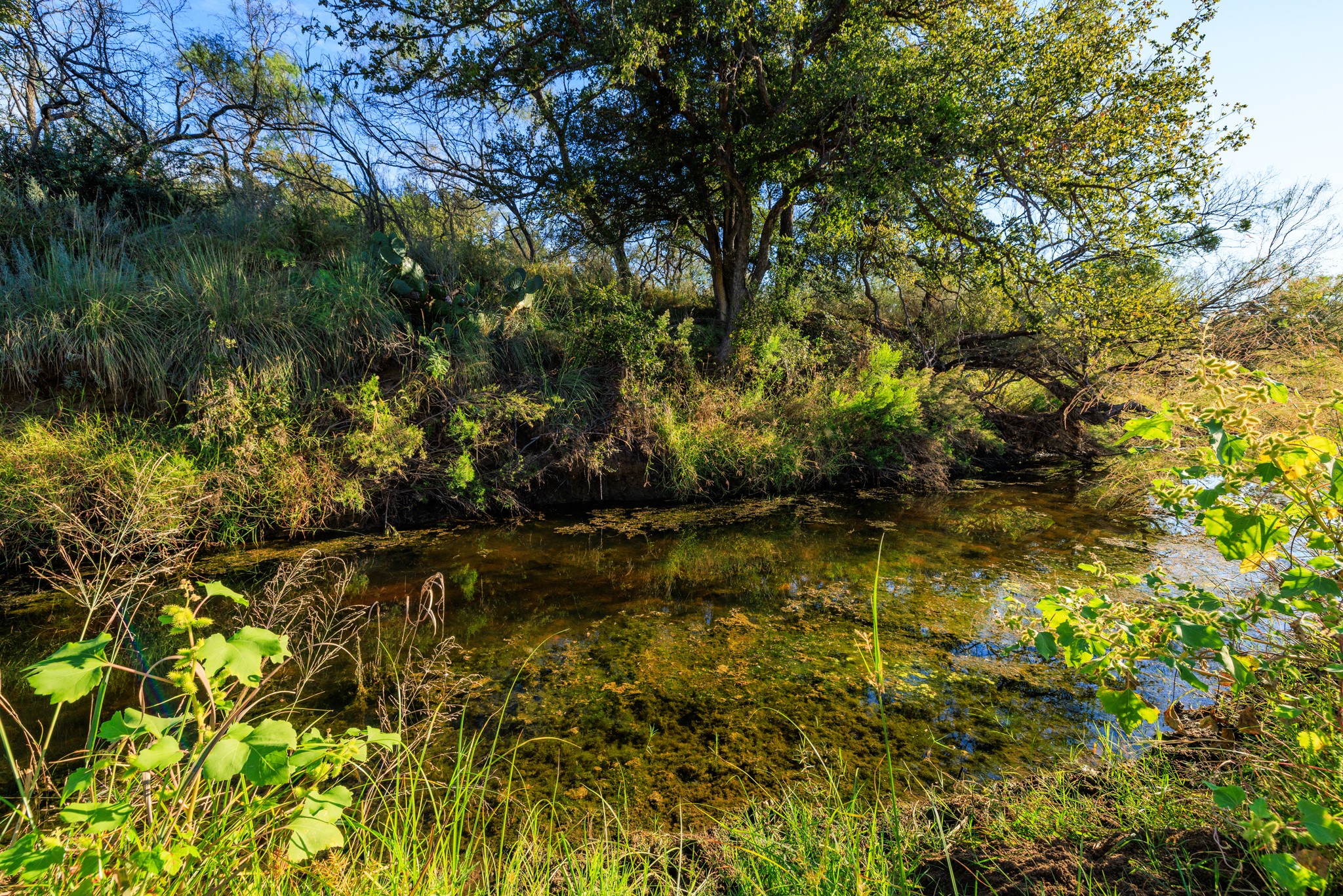 5862 Ranch Road 965 Llano, TX 78643 - Photo 39 of 40 a view of yard