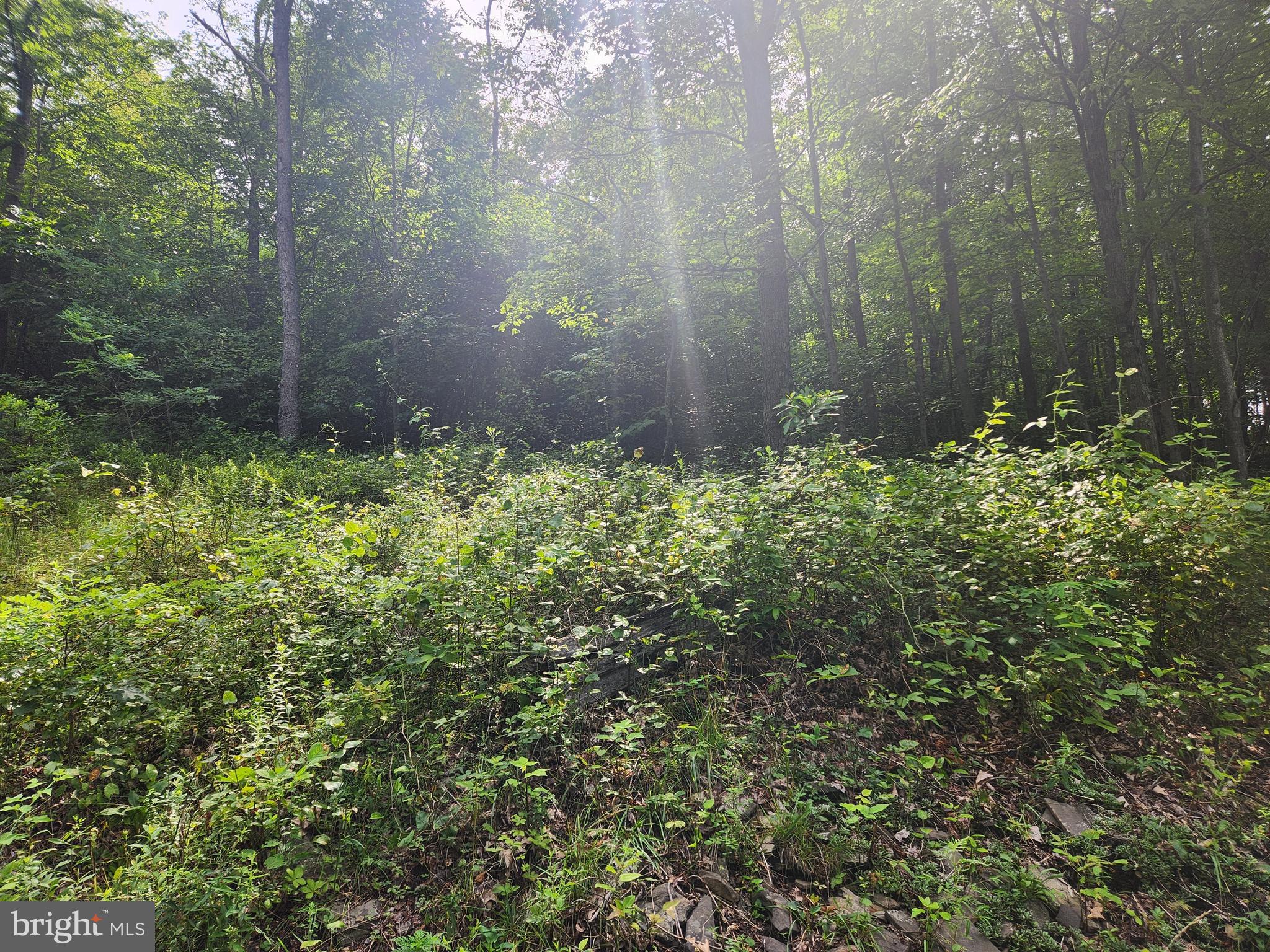 157 Thomas Road Alum Bank, PA 15521 - Photo 12 of 23 a view of a yard