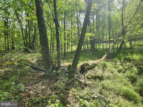 a view of a road with plants and large trees