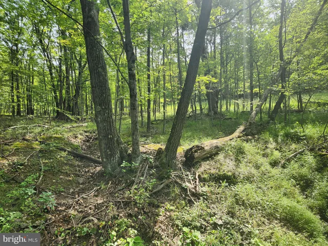a view of a road with plants and large trees