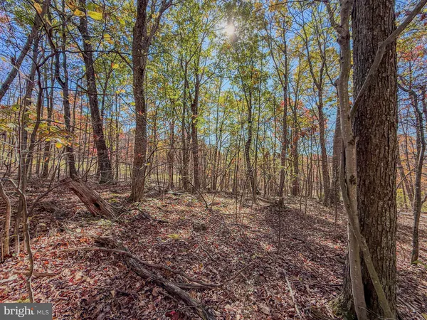 a view of outdoor space with lots of trees