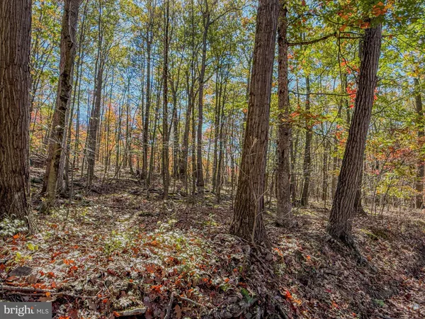 a view of a dry yard