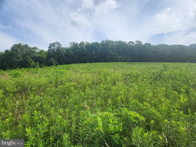 a view of a yard with plants and a bench