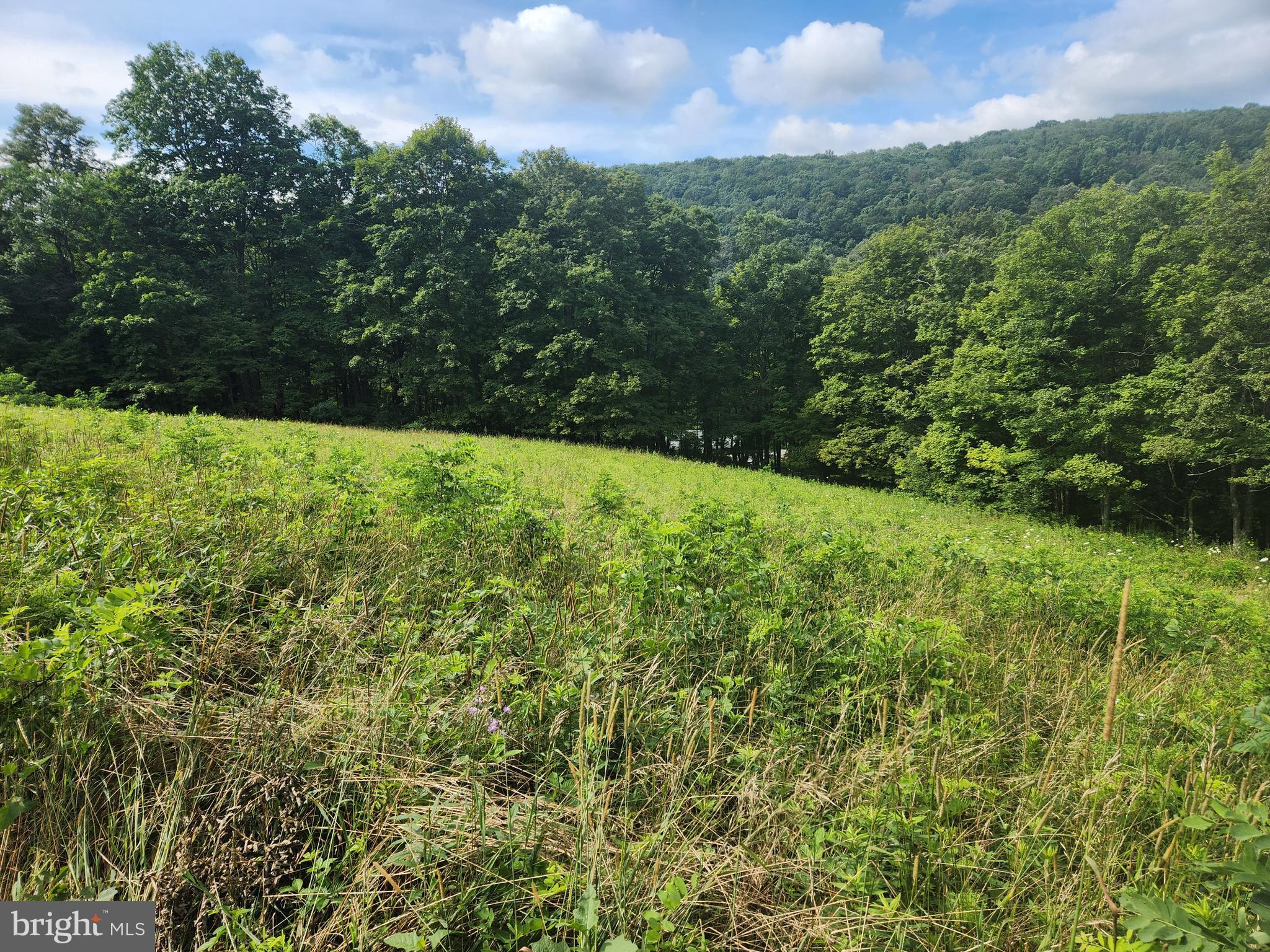157 Thomas Road Alum Bank, PA 15521 - Photo 8 of 23 a view of a yard with plants and a bench