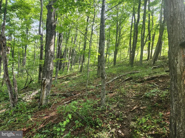 a view of a lush green forest