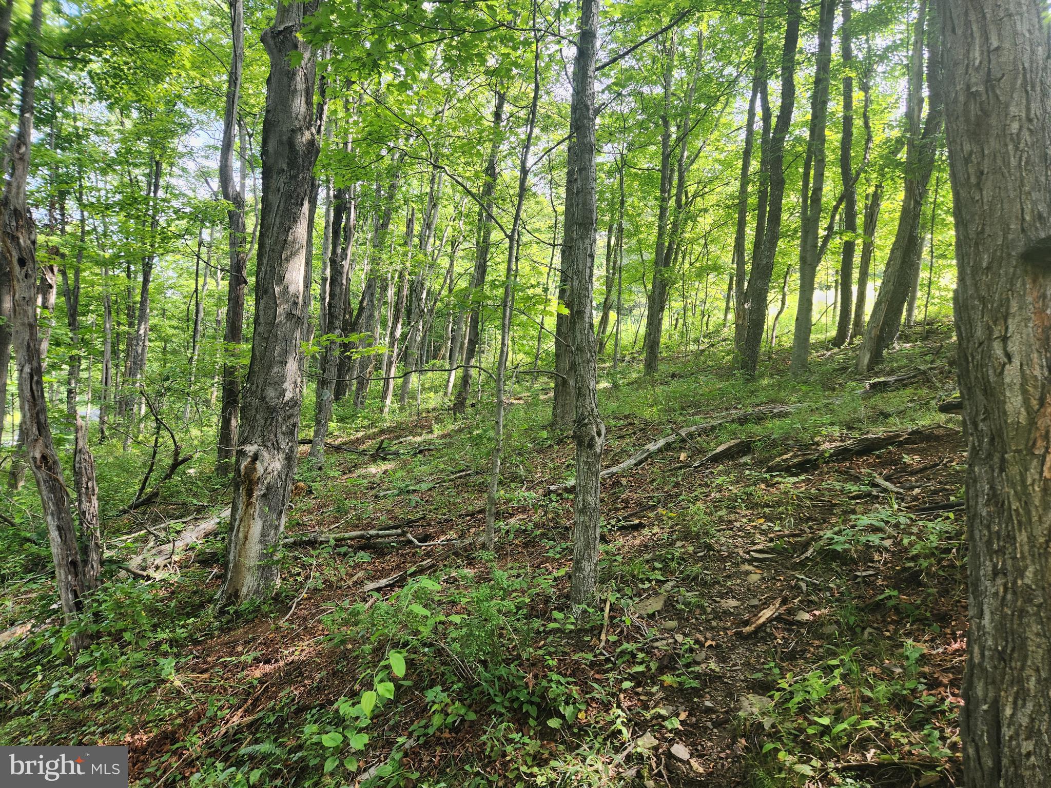 157 Thomas Road Alum Bank, PA 15521 - Photo 10 of 23 a view of outdoor space and green space