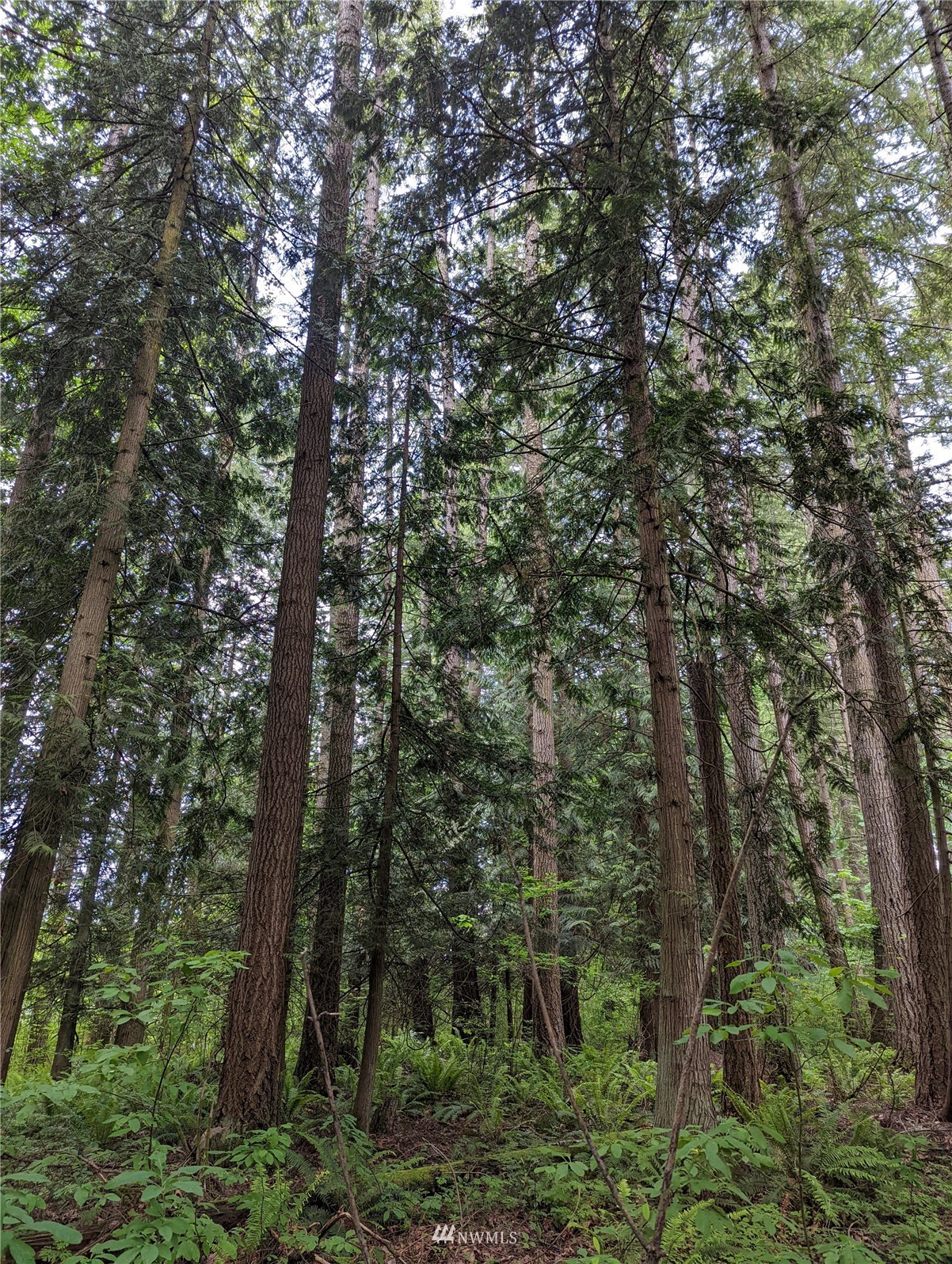 19413 Patterson Road East Orting, WA 98360 - Photo 7 of 7 a view of a forest with trees