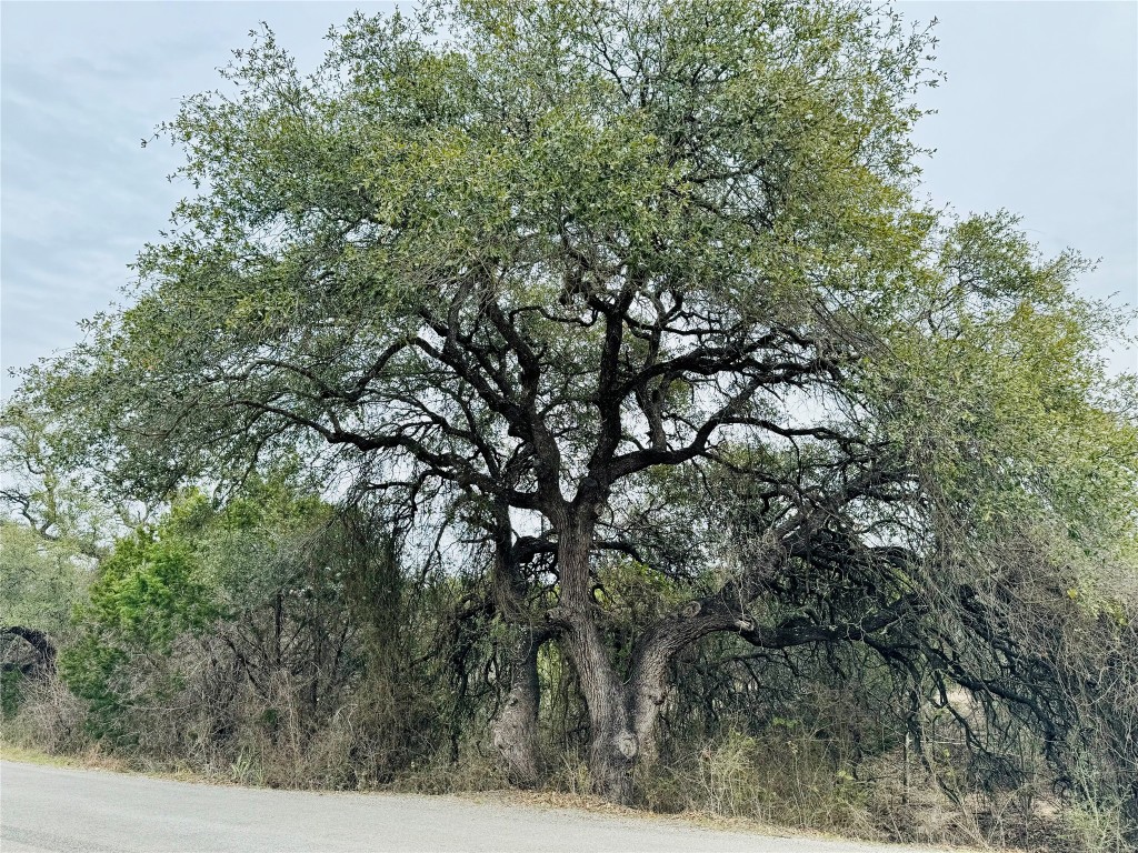 a view of a tree