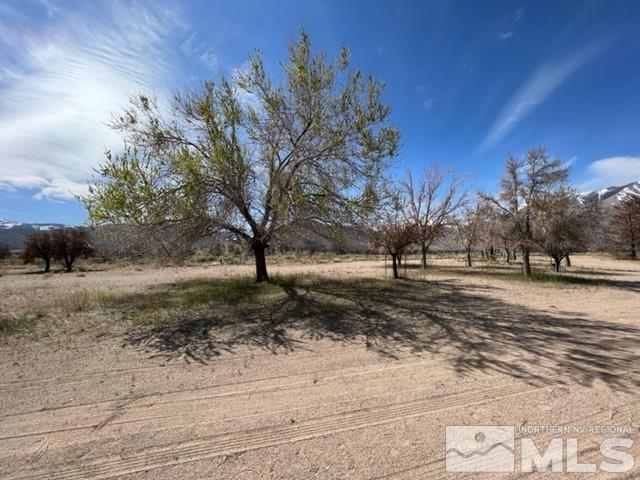 38 Burcham Flat Road Walker, CA 96107 - Photo 27 of 40 a view of a yard with a tree