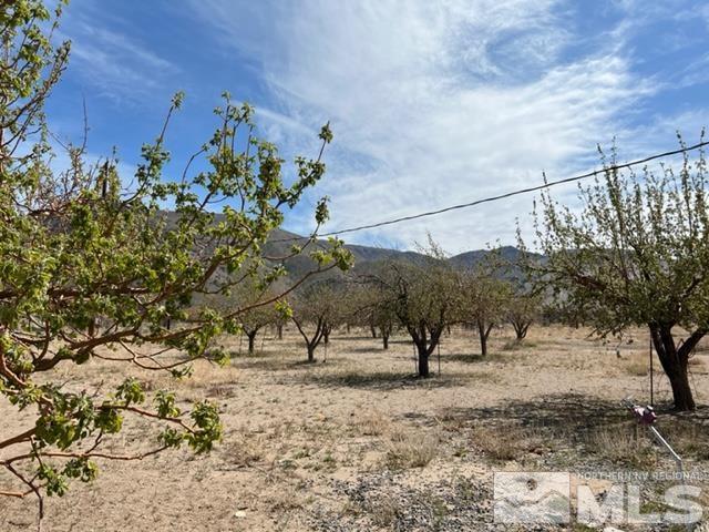 38 Burcham Flat Road Walker, CA 96107 - Photo 39 of 40 a view of a yard with a tree