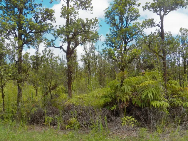 a view of a lush green forest