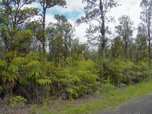 a view of a lush green forest with large trees