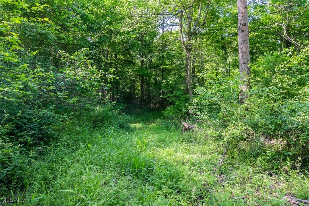 Azalea Road Dennison, OH 44621 - Photo 27 of 50 View of wooded area