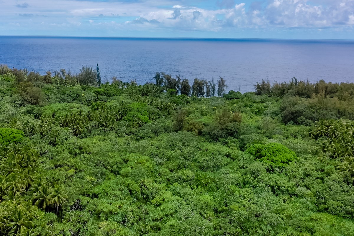Government Beach Road Pahoa, HI 96778 - Photo 4 of 6 Gallery Image 4