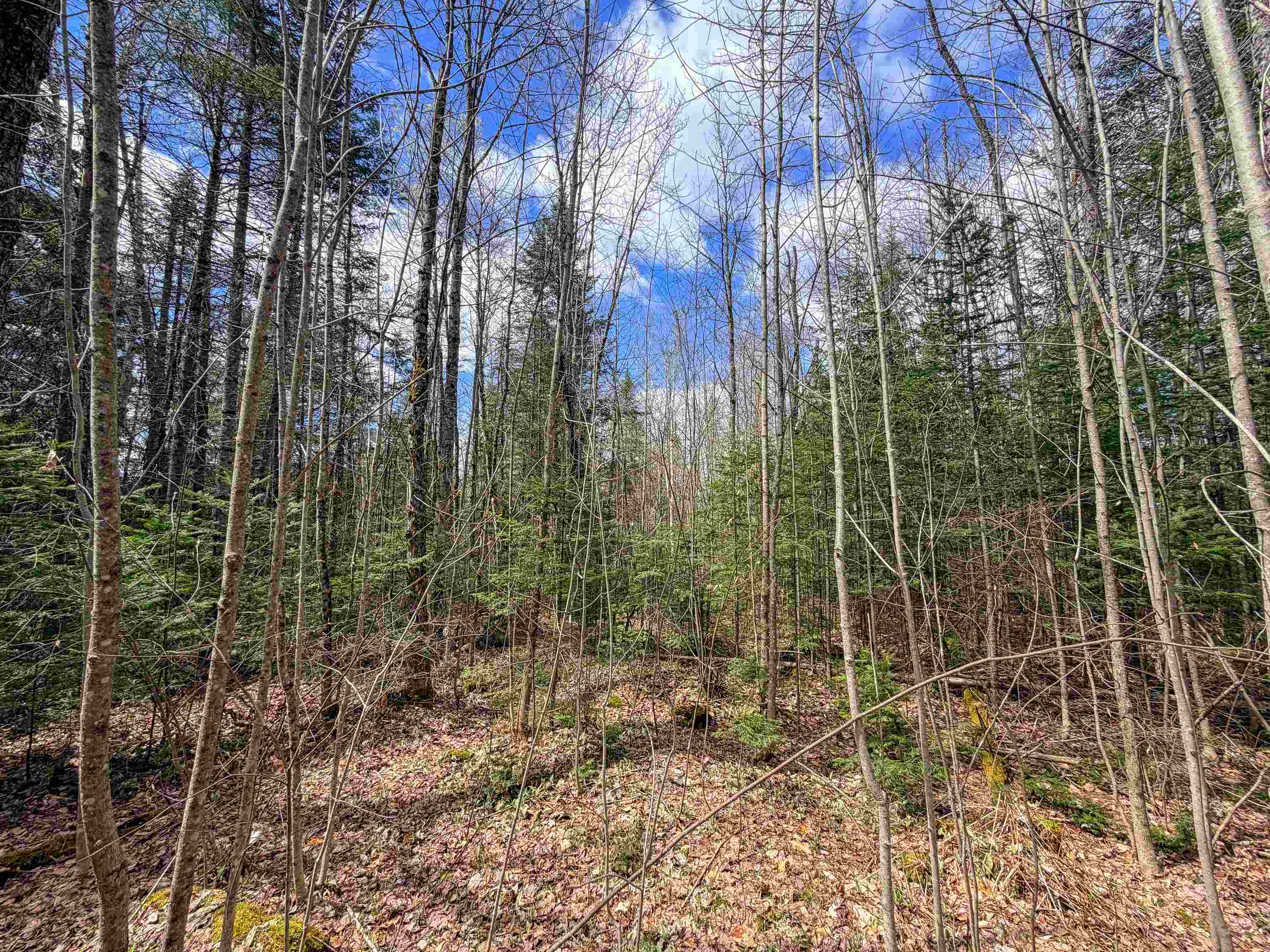 Lot 4 Oregon Road Lunenburg, VT 05906 - Photo 2 of 10