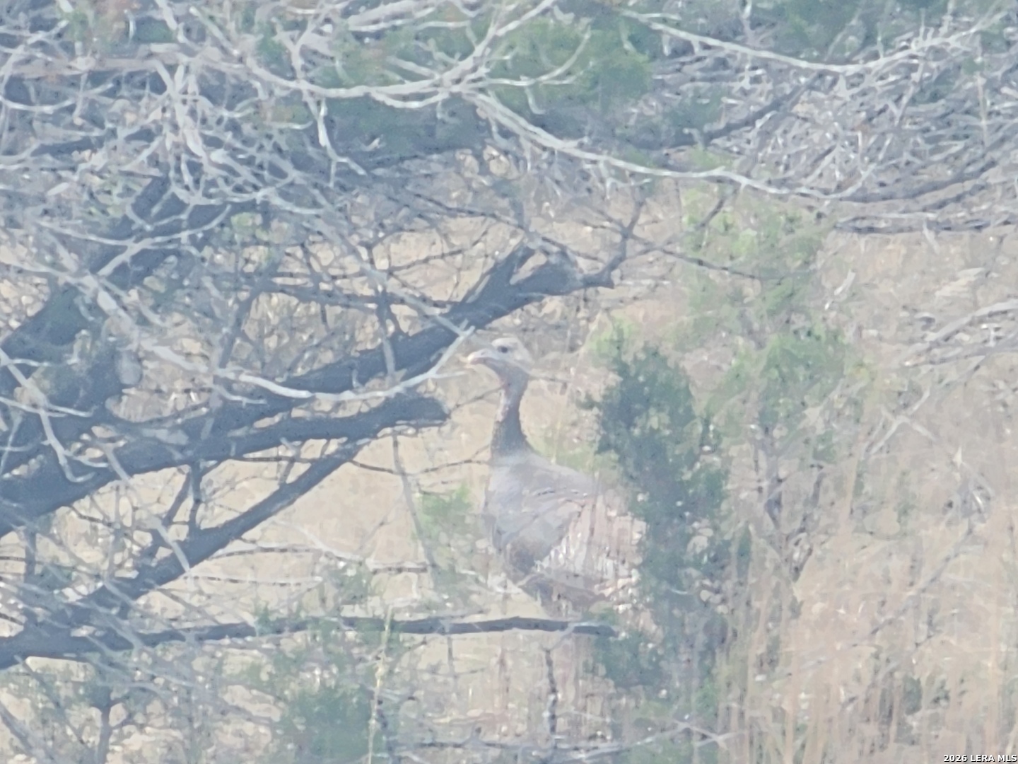 Tbd Buckskin Bandera, TX 78003 - Photo 6 of 6