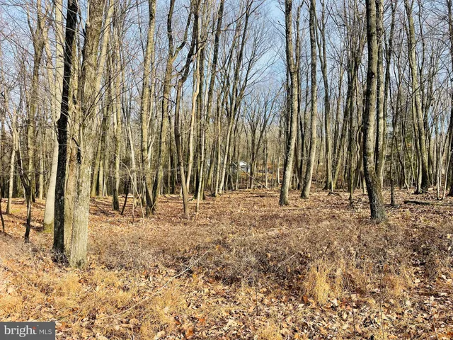 a view of backyard and trees