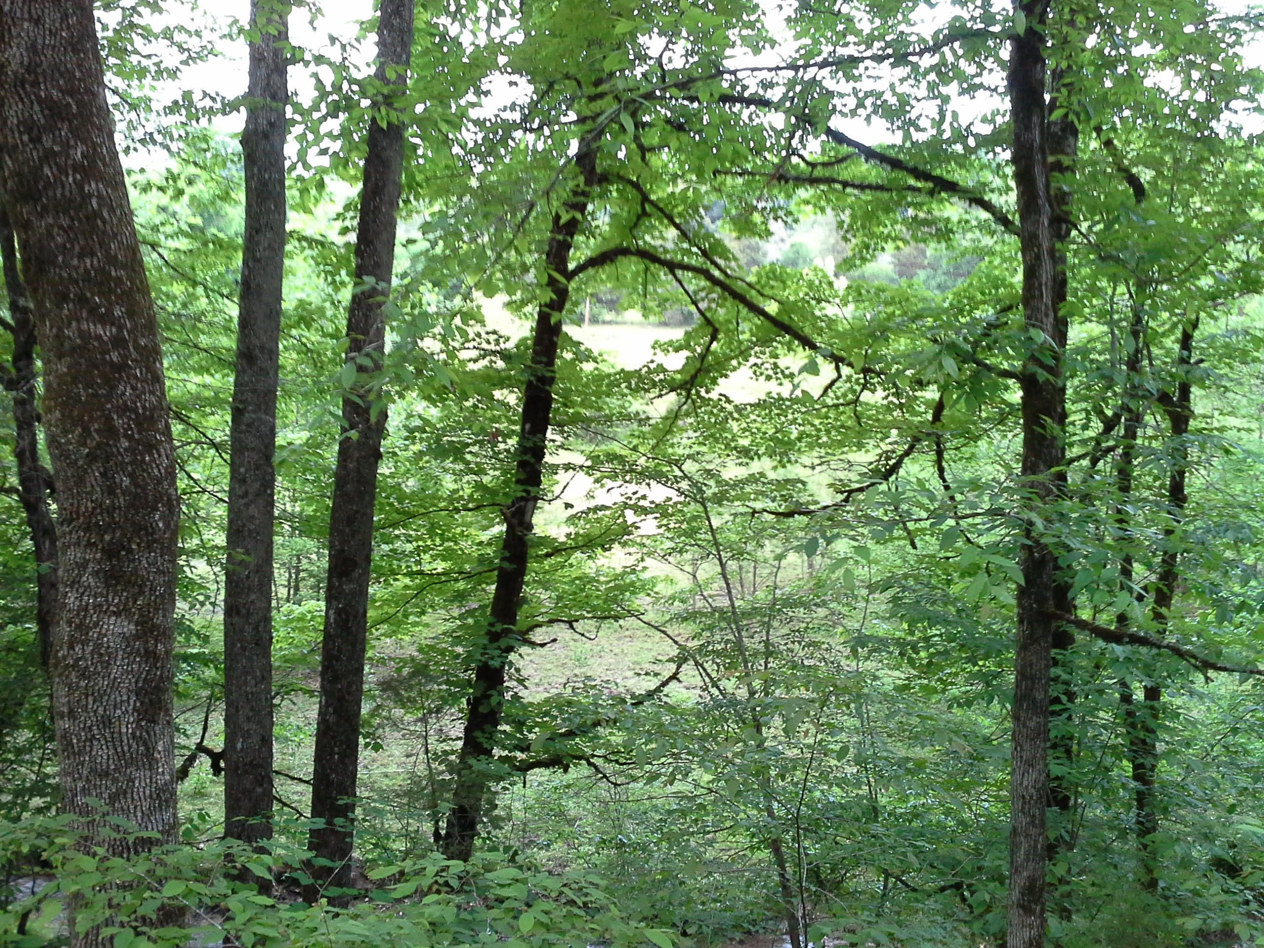Dr Davis Road Sharps Chapel, TN 37866 - Photo 4 of 11 4
