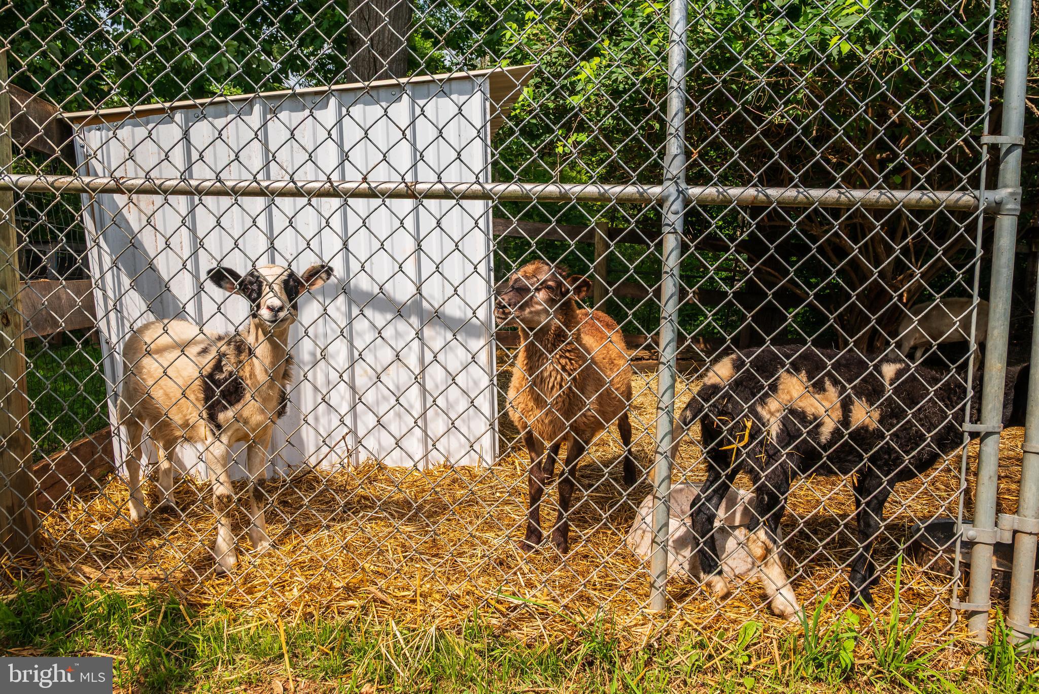 1935 Trevanion Road Taneytown, MD 21787 - Photo 50 of 62 Livestock - Rear Yard Country Living
