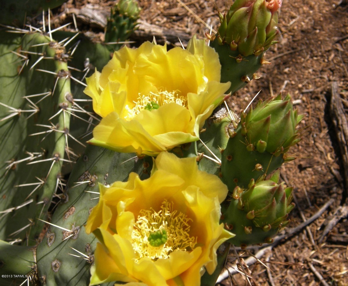Lot 62 East Naiche Road, Unit 62 St. David, AZ 85630 - Photo 15 of 20