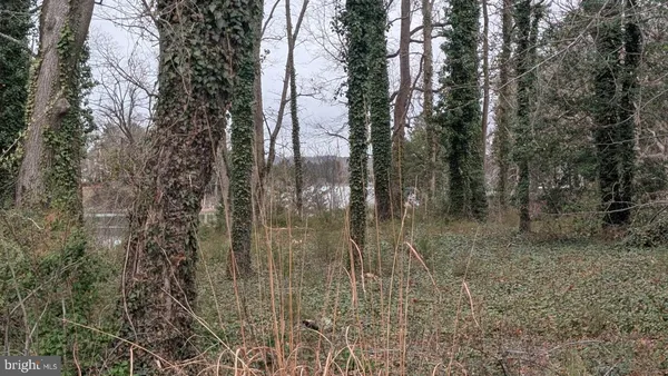 a view of a forest with trees in the background