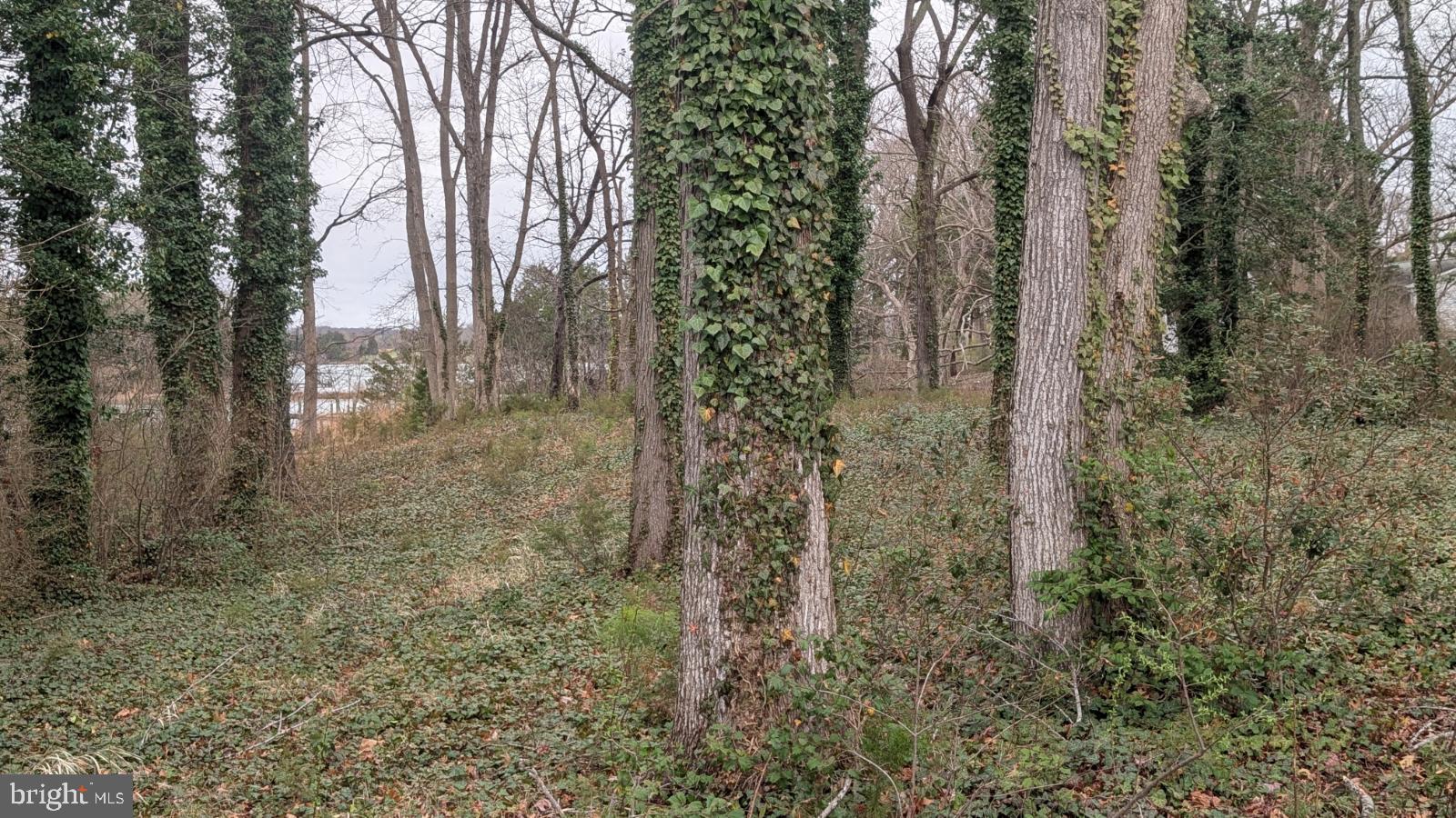 30 Clubhouse Loop Montross, VA 22520 - Photo 2 of 5 a view of a forest with trees in the background