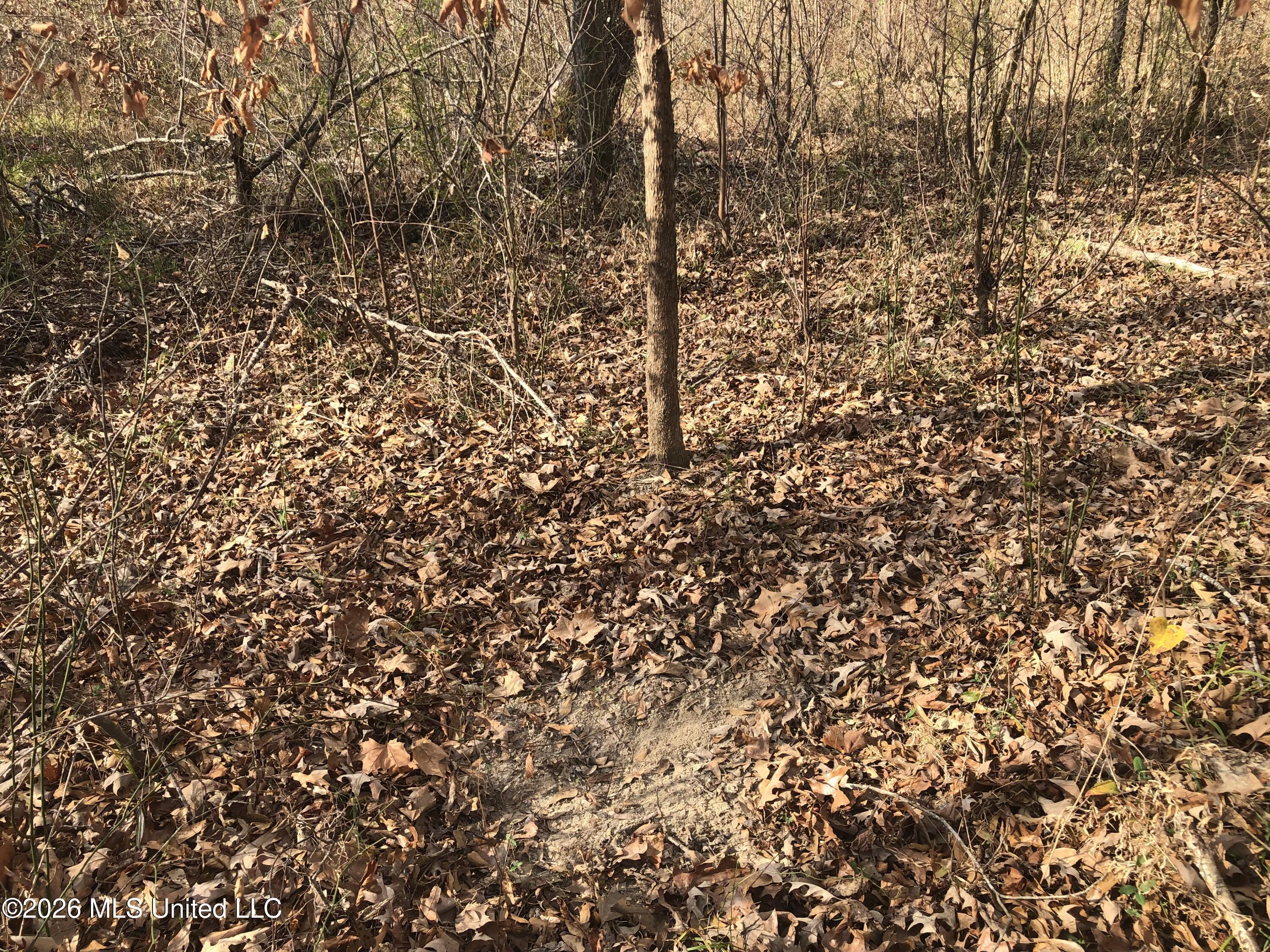Tommy Ford Road Utica, MS 39175 - Photo 21 of 28 Photo Jan 07 2026, 10 27 06 AM