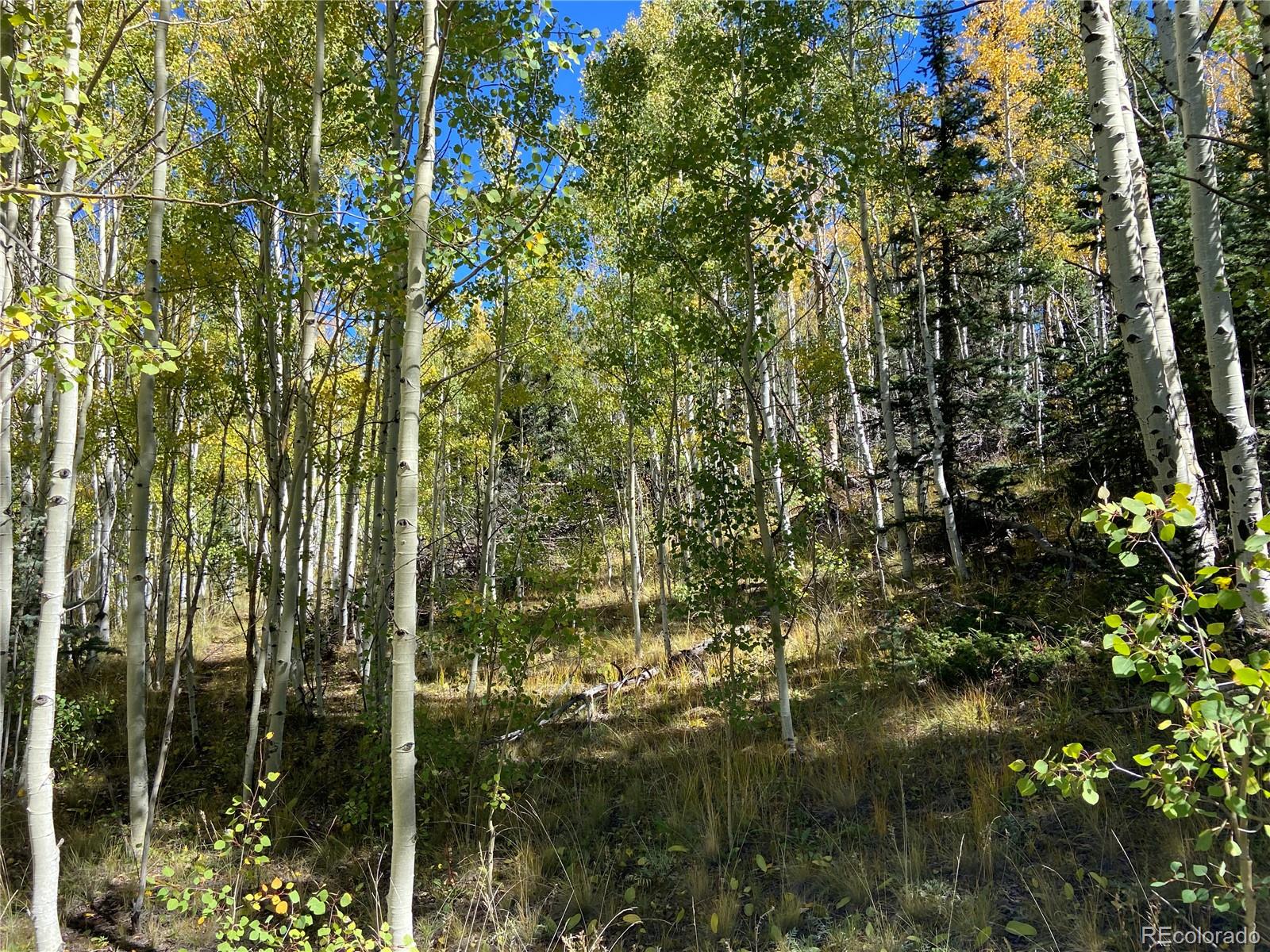 1810 Al Gulch Road Jefferson, CO 80456 - Photo 3 of 16 Gallery Image 3