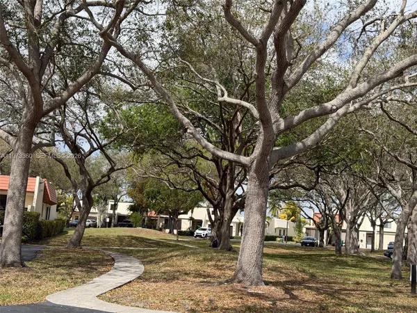 a tree in the middle of a forest
