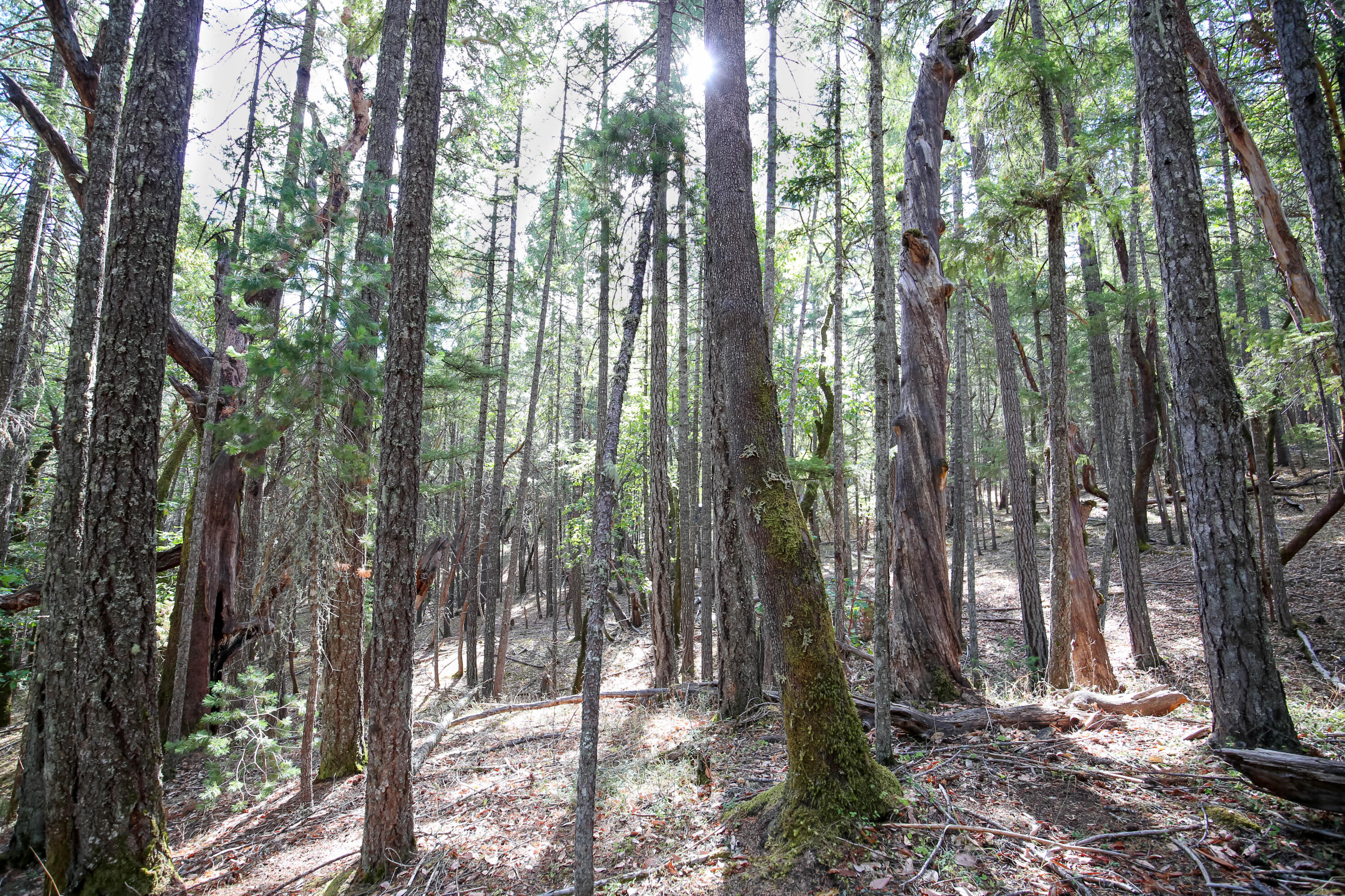 Quartz Creek Road, Unit R301574 Merlin, OR 97532 - Photo 15 of 24 CU9A1453