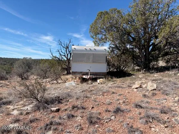 a view of a dry yard with trees