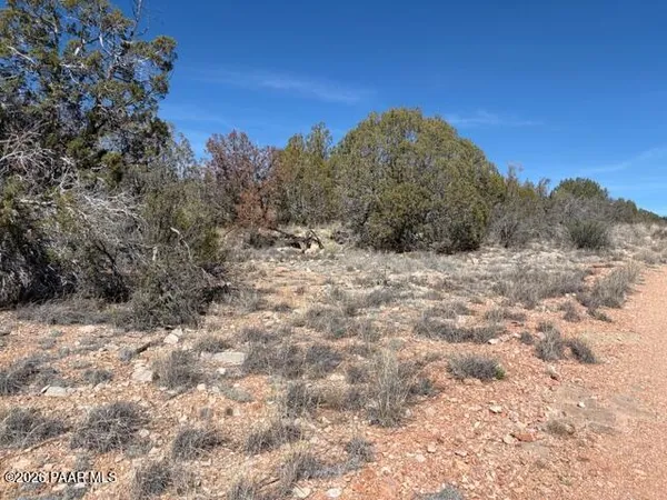a view of a dry yard with trees in the background