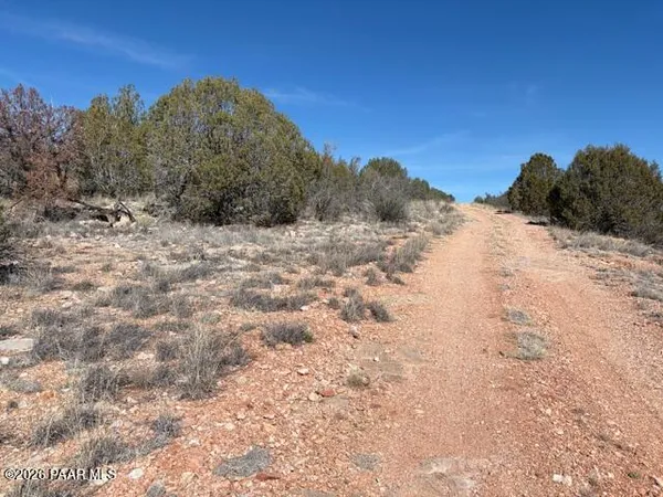 a view of a dry yard with a tree