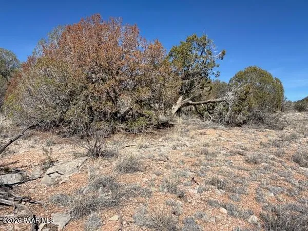 a view of a dry yard