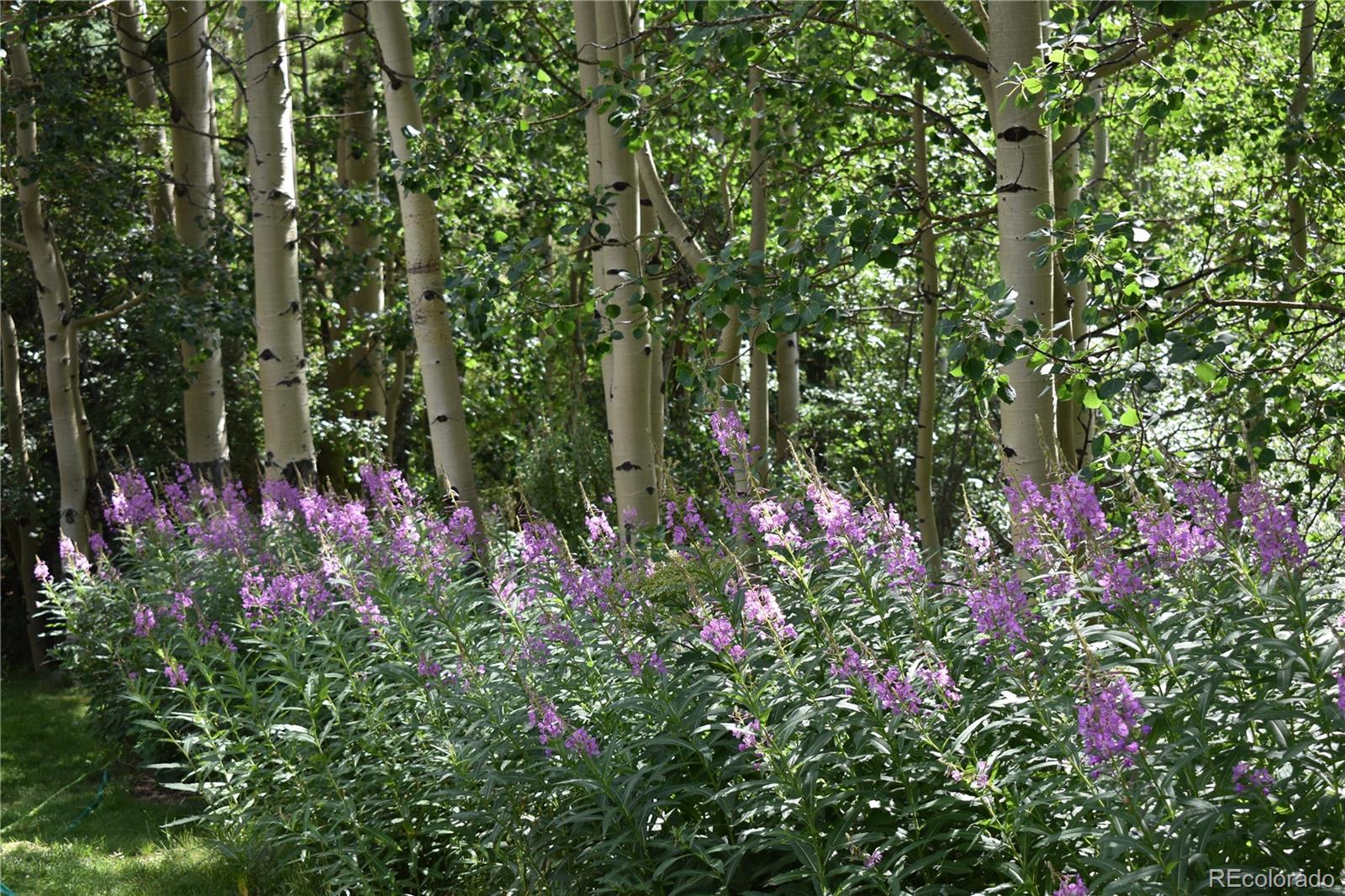 2970 Apex Valley Road Idaho Springs, CO 80452 - Photo 25 of 27 Gallery Image 25