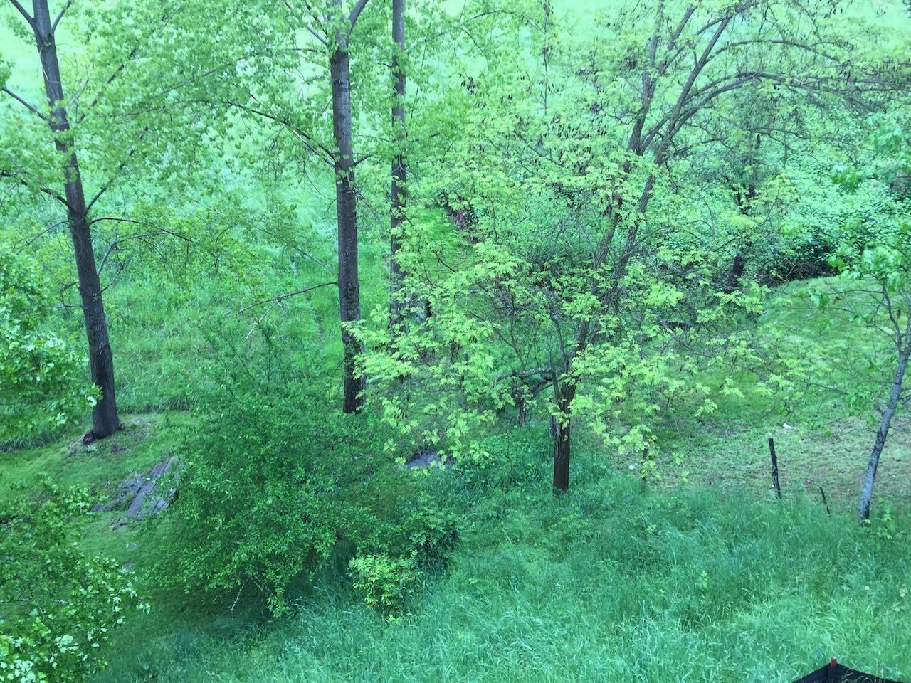 844 Roca Street Ashland, OR 97520 - Photo 8 of 21 Creek and non-developable land behind ho