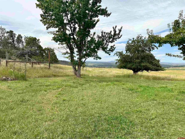 a view of yard with tree in it